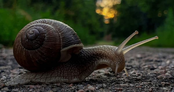 Why Intelligent People Learn Slowly Category